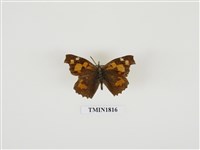 藏品(天狗蝶科)的圖片